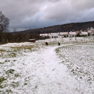 Wilde Ziegen (oder was auch immer)